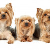 pet groomer duluth mn