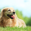 dog groomer duluth mn